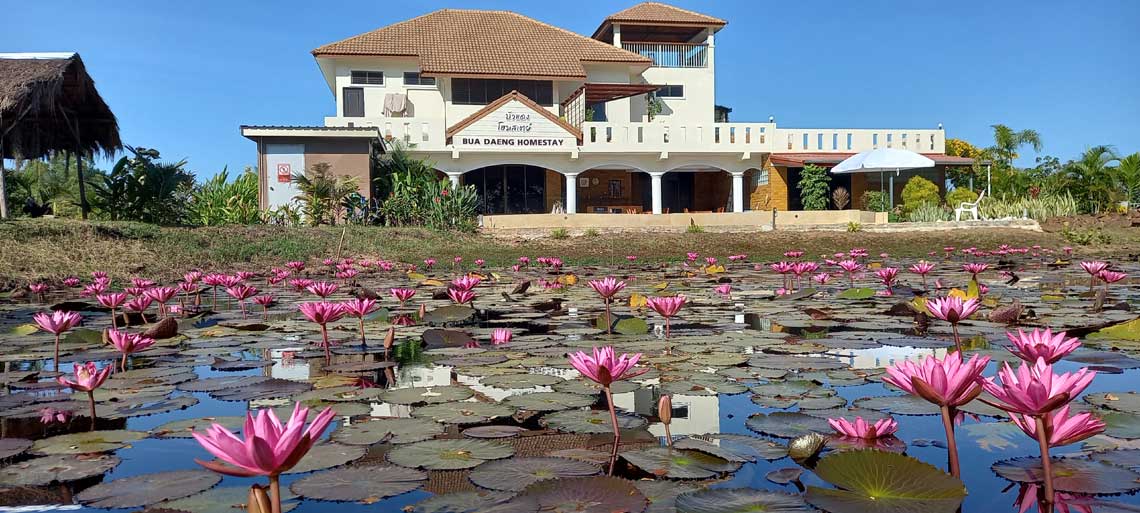 Accommodation next to our own lotus lake