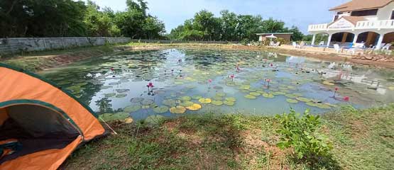 camping at talay bua daeng red lotus lake